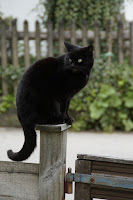 Panzer the cat