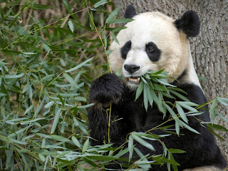 Panda, Giant Panda, Panda Animal http://stockphototops.blogspot.com/