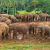 Pinnawela Elephant Orphanage Sri Lanka