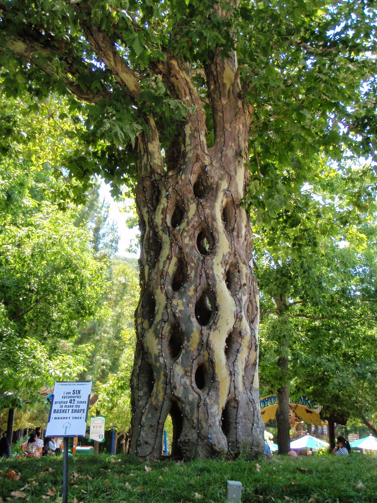 Adventure Talgache The Basket Tree