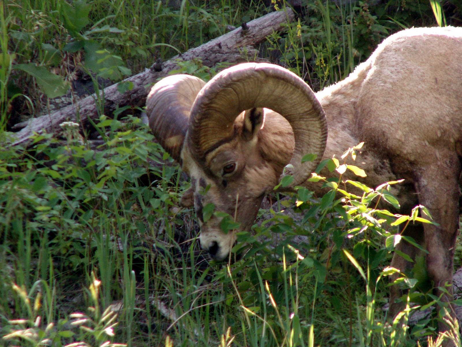 Wayne's Photo of The Day Bighorn Sheep in Custer State Park, South