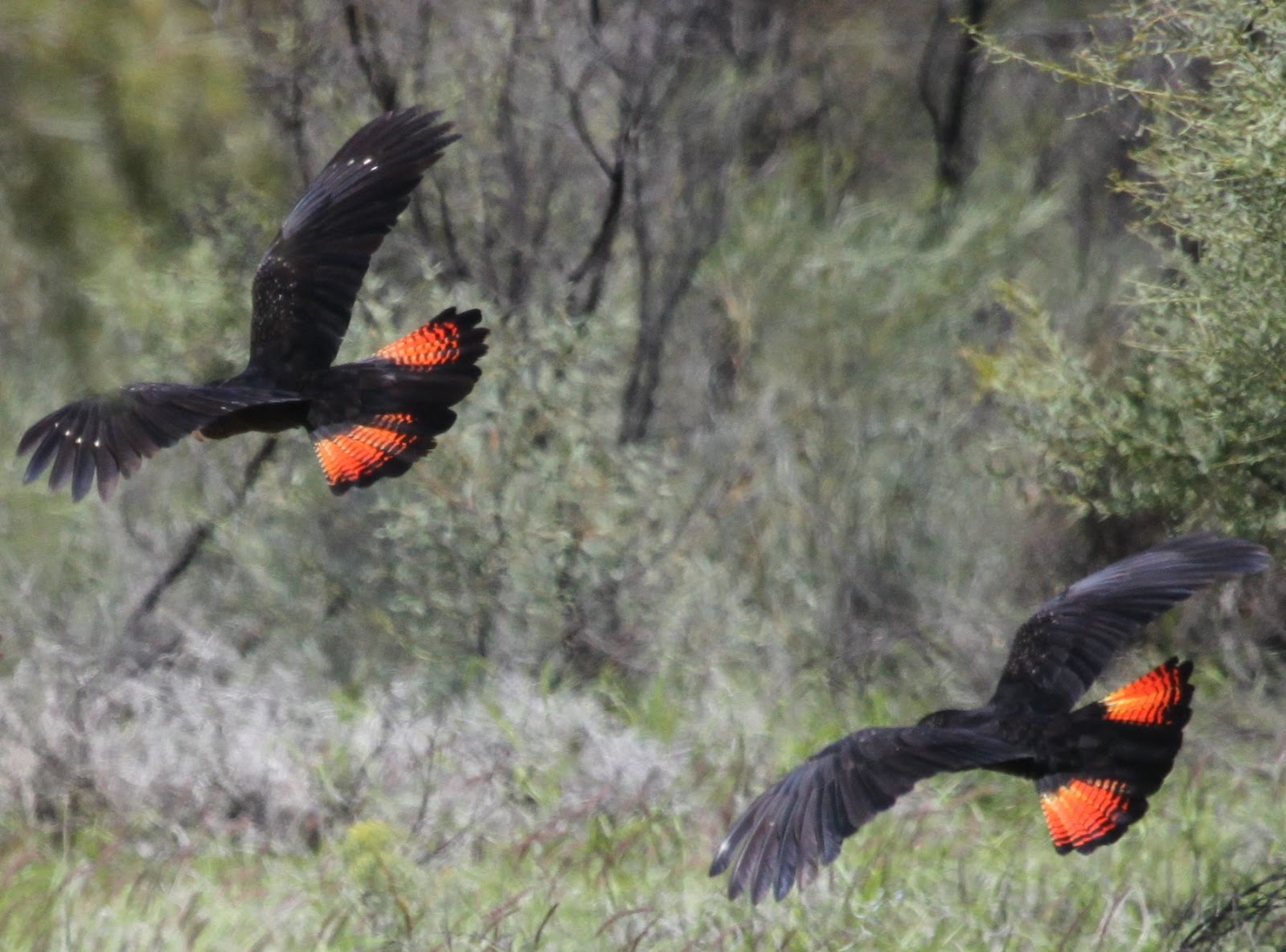 photos of black cockatoos photos of black cockatoos