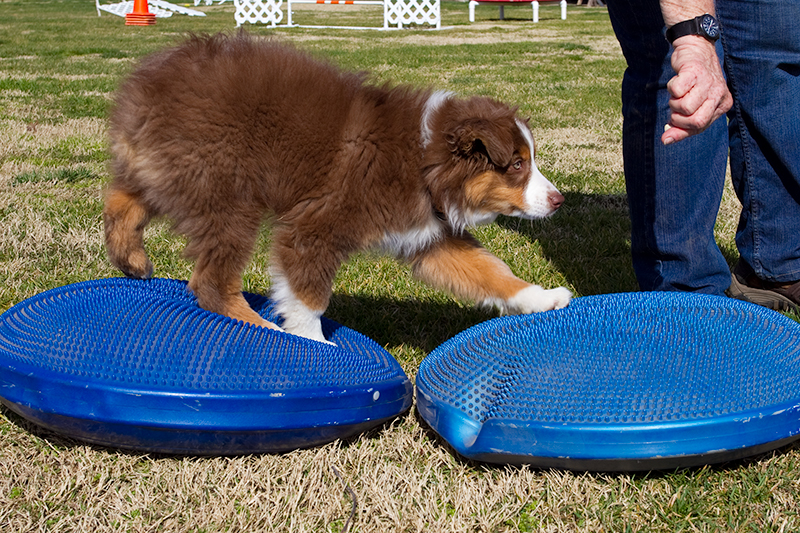 Star Dogs Balance Discs and Wobble Board