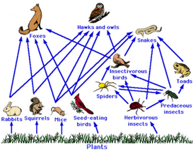 Science online The energy paths through the living organisms in the