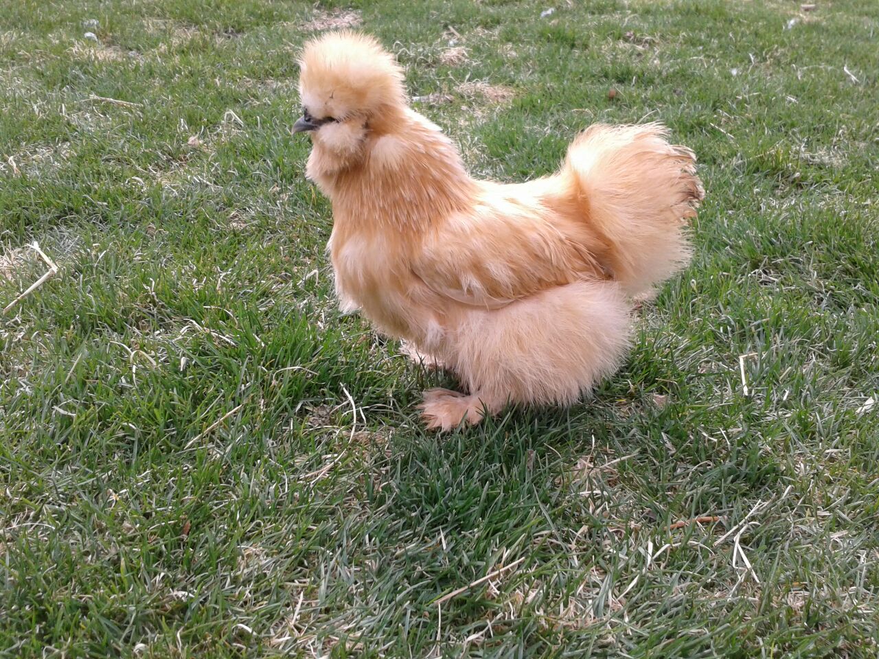 Colorado Foothills Silkie Chicks and Eggs BREEDING STOCK