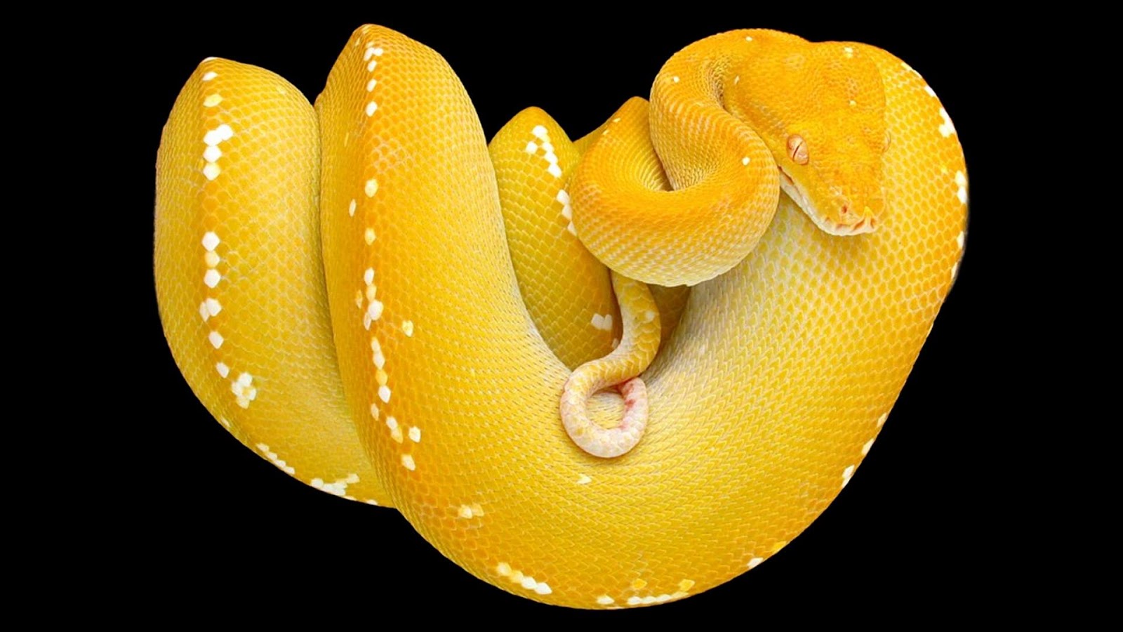 http://2.bp.blogspot.com/-jNQJ0_1-eyo/UT8fuLkh9OI/AAAAAAAADwI/LYMWOwbzDsc/s1600/yellow-snake-black-animal-black-yellow-hd-wallpaper.jpg