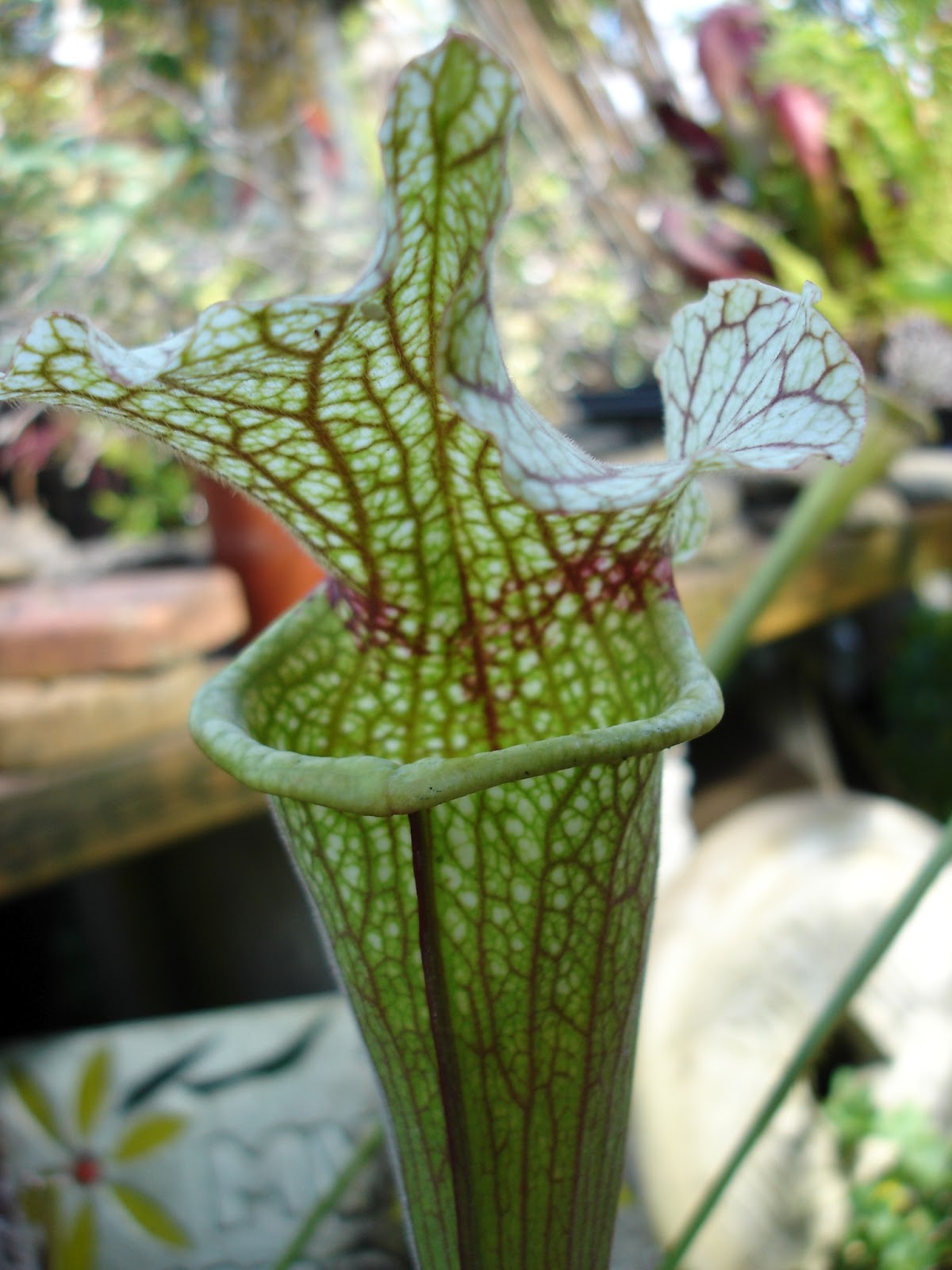 The Outlaw Gardener Jungle Fever Exotics There's no place like home.