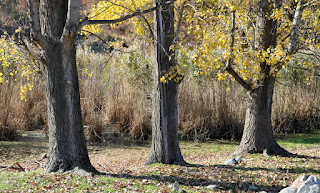 Three trees next to the pond edge Three trees next to the pond edge