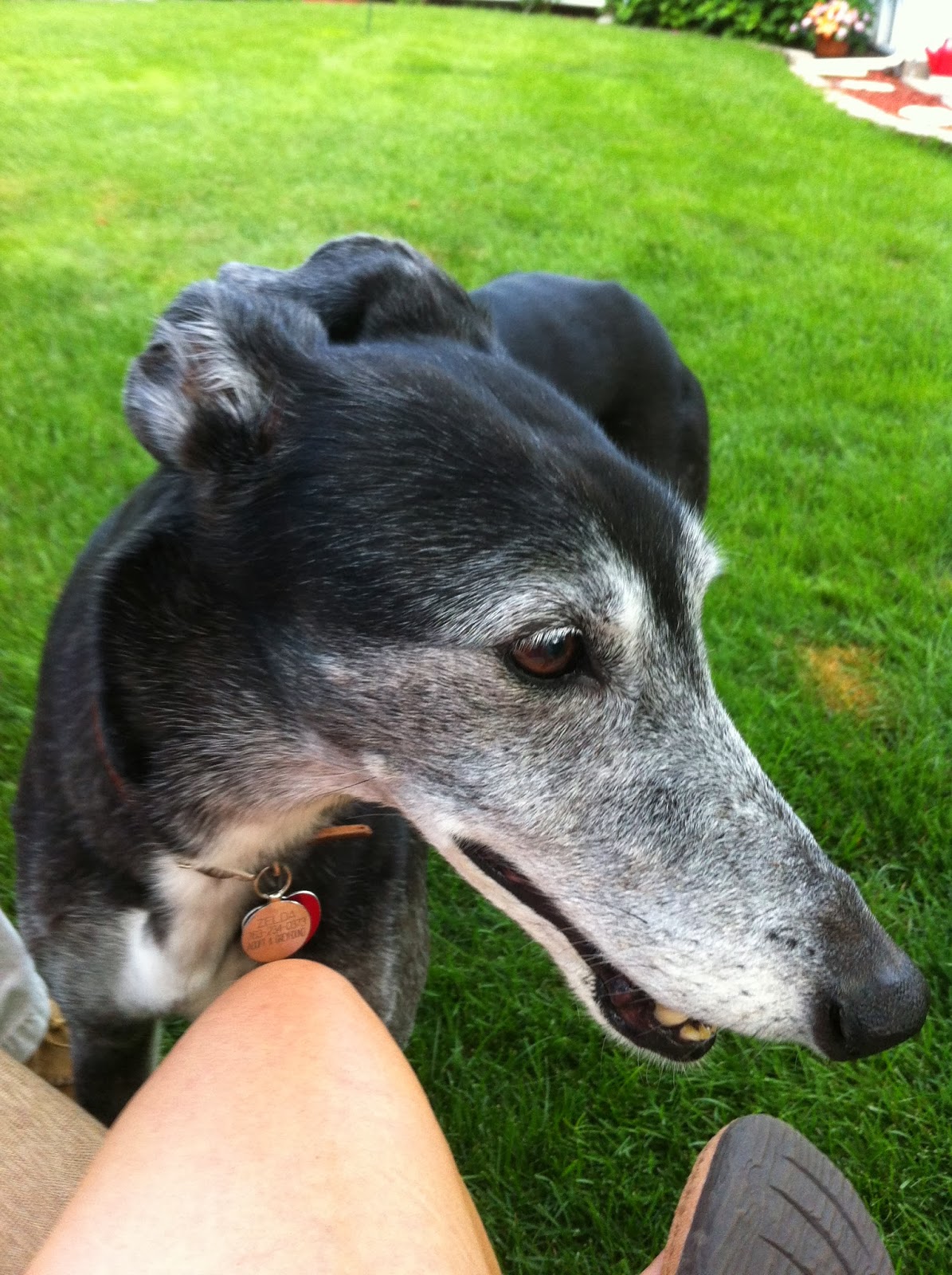 Northern Lights Greyhound Adoption Dog Blog Black Friday, Greyhound Style