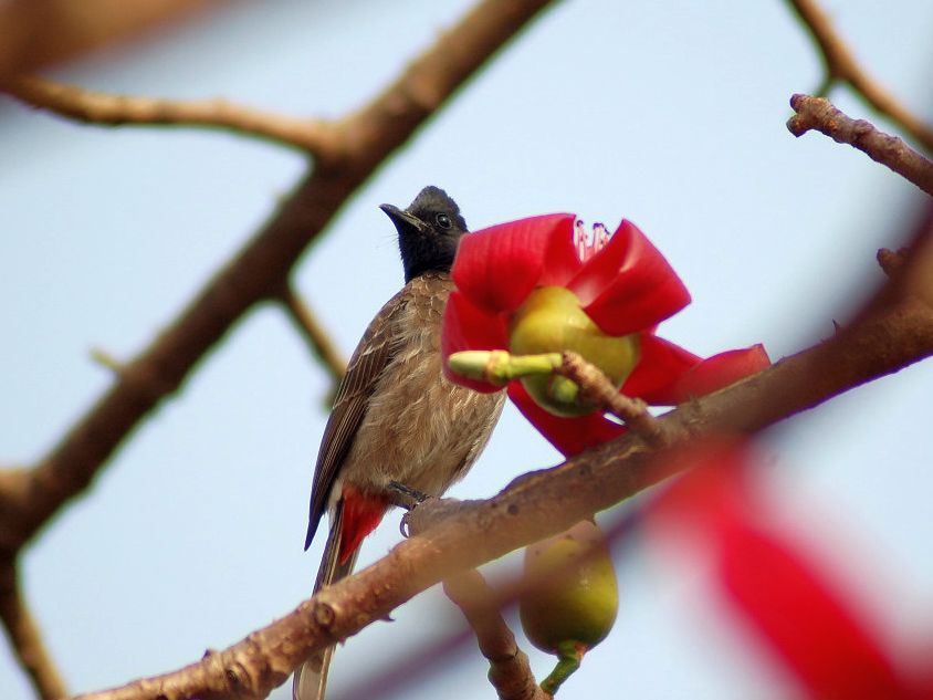 ARUNACHALA LAND Silk Cotton Tree