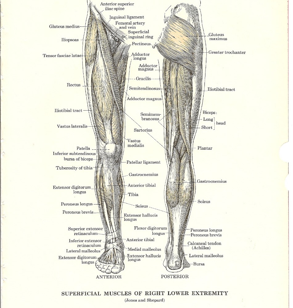lower-leg-muscles.jpg