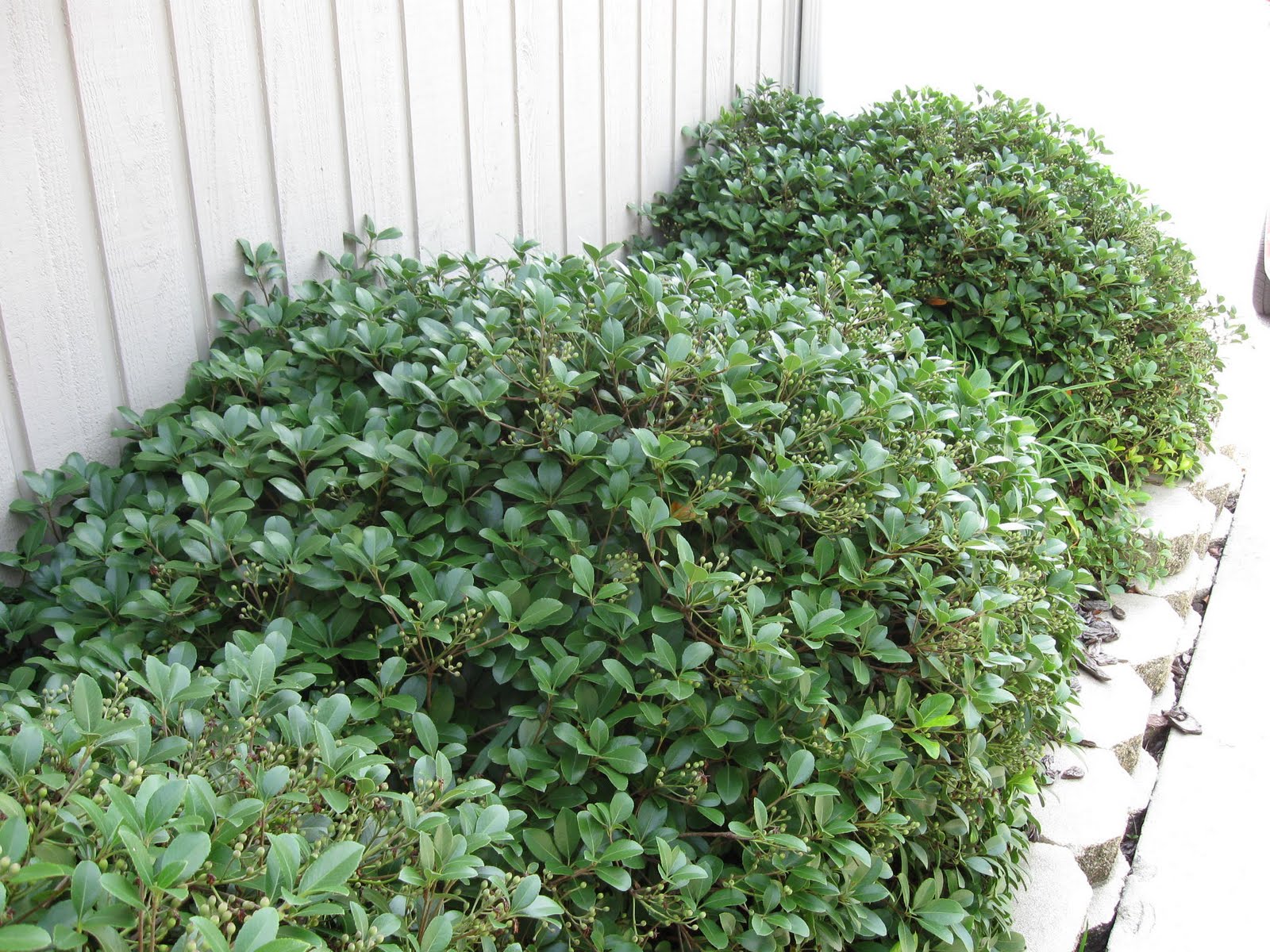 Flora Wonder Blog May 2016