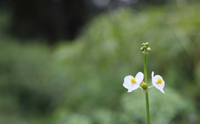 Broadleaf Arrowhead Flowers Pictures