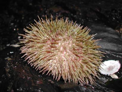 Seas Urchin