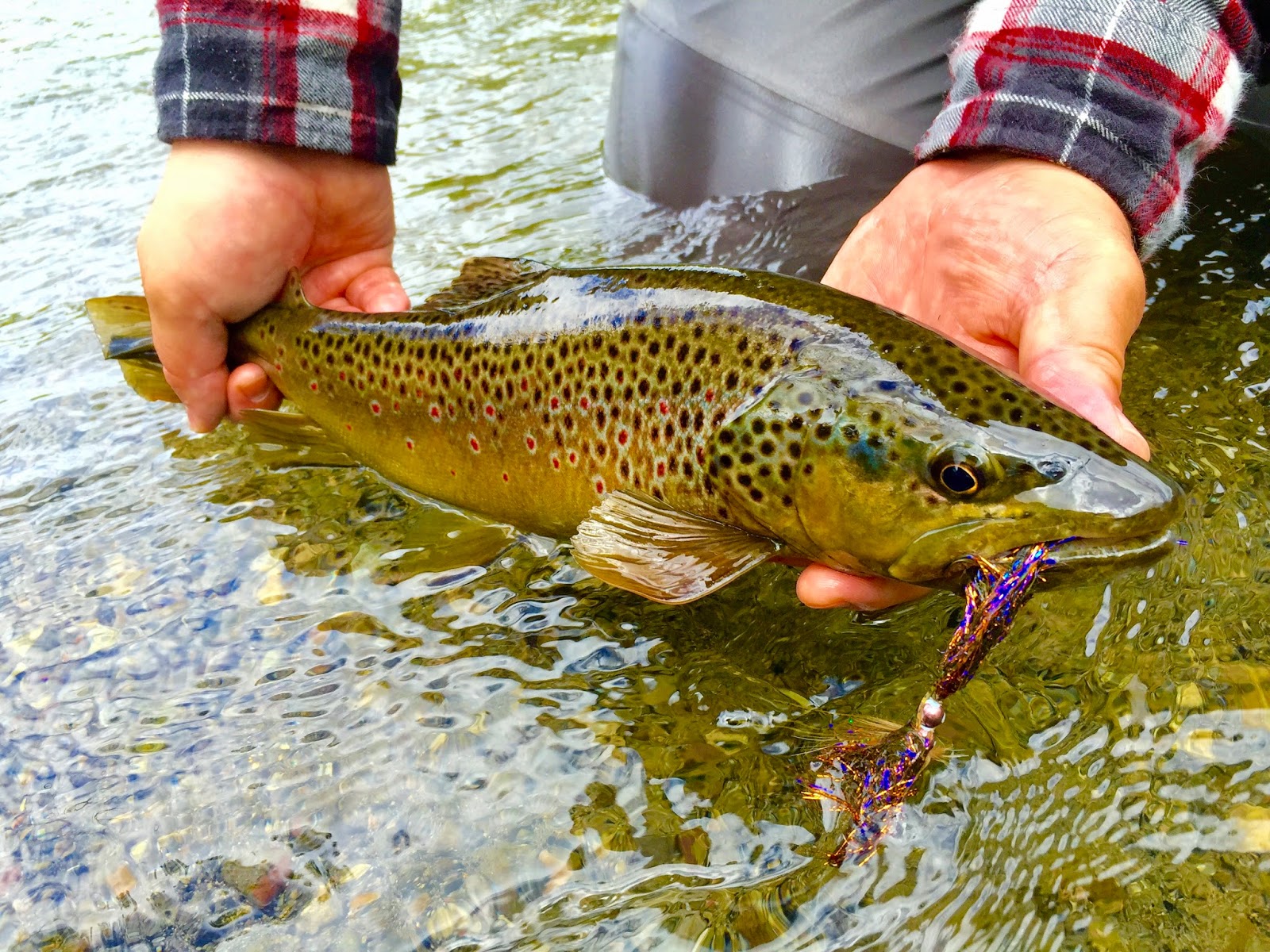 Central Pa Trout Bum