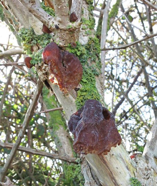 Jew's Ear / Jelly Ear / Auricularia auricula-judae as it withers, extends and dies.
