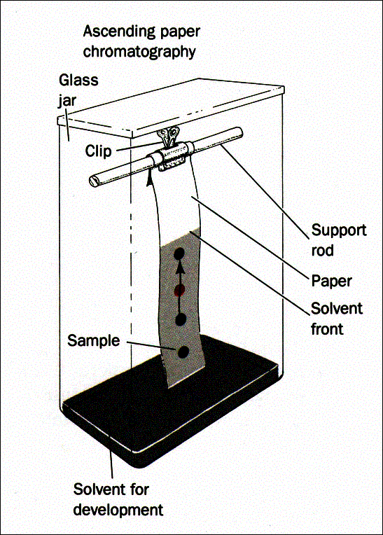 paper chromatography lab paper chromatography lab