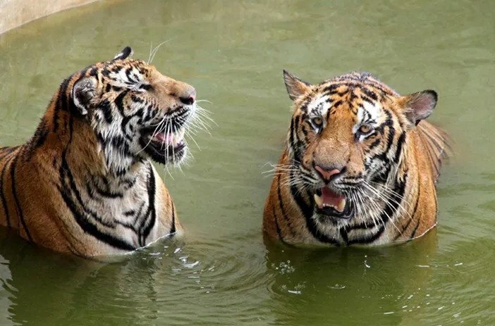tigers growling