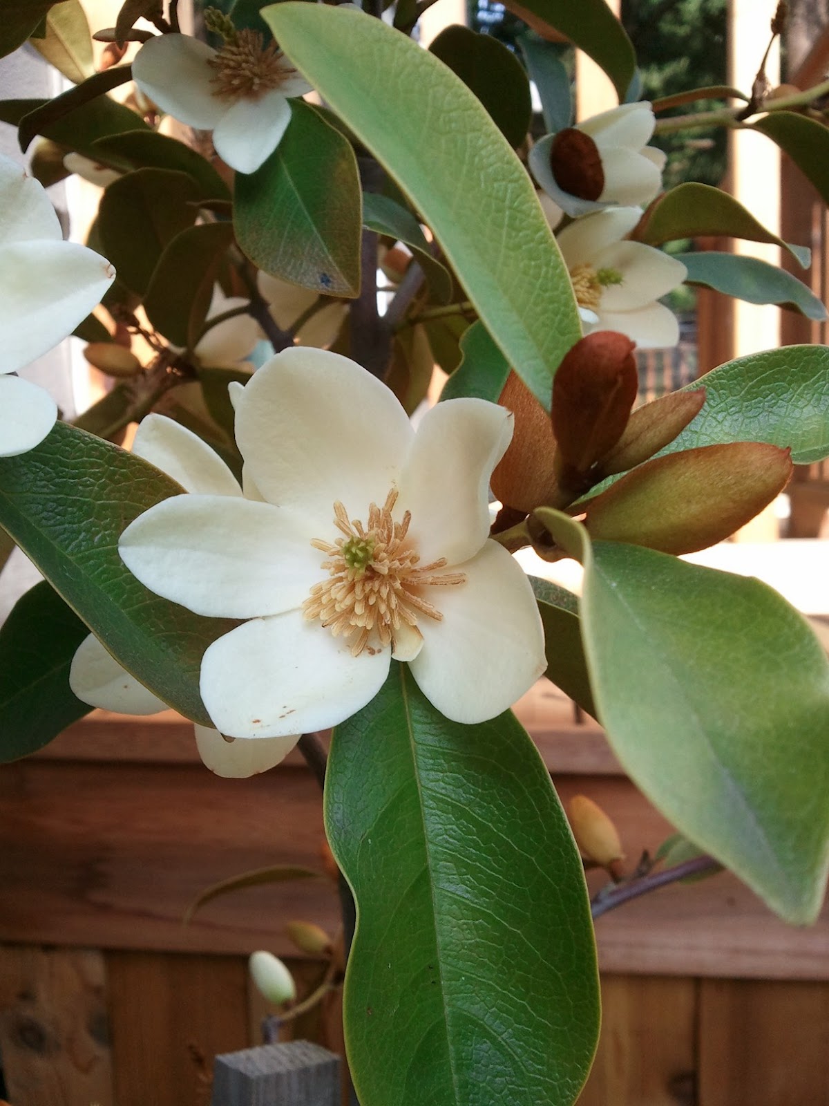 The Evergreens Shade Plants