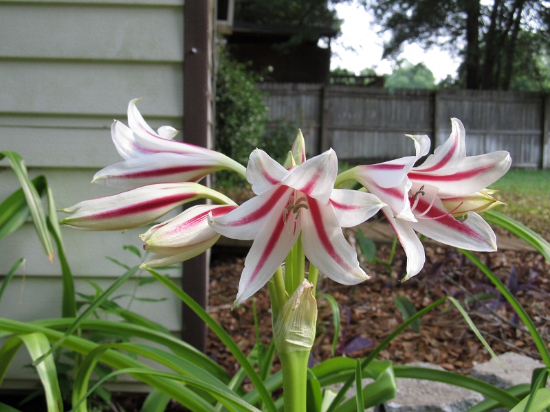 Consider crinums (lilies) when planning your Houston landscaping