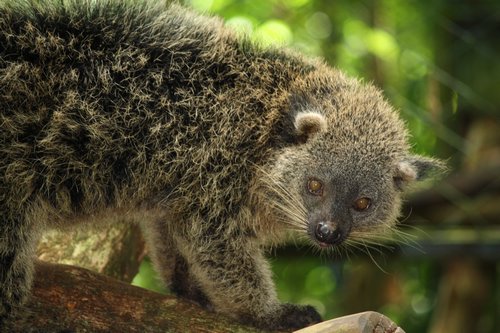 Palawan Wildlife Rescue and Conservation Center