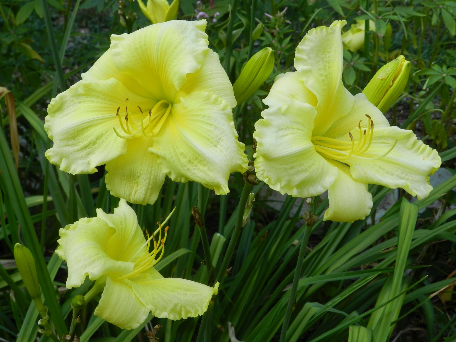 For the Love of Gardening: July 2012