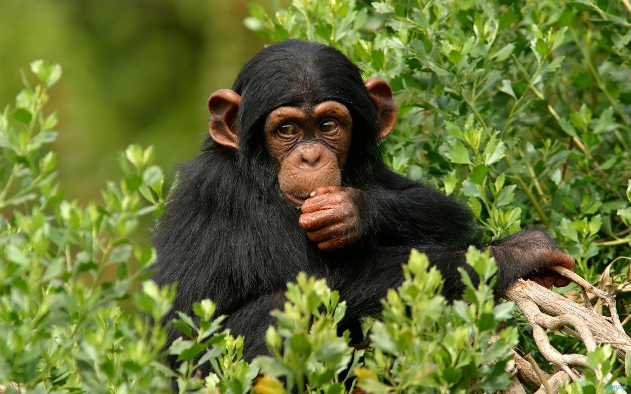 Chimpanzee Natural Images | Most Beautiful Images