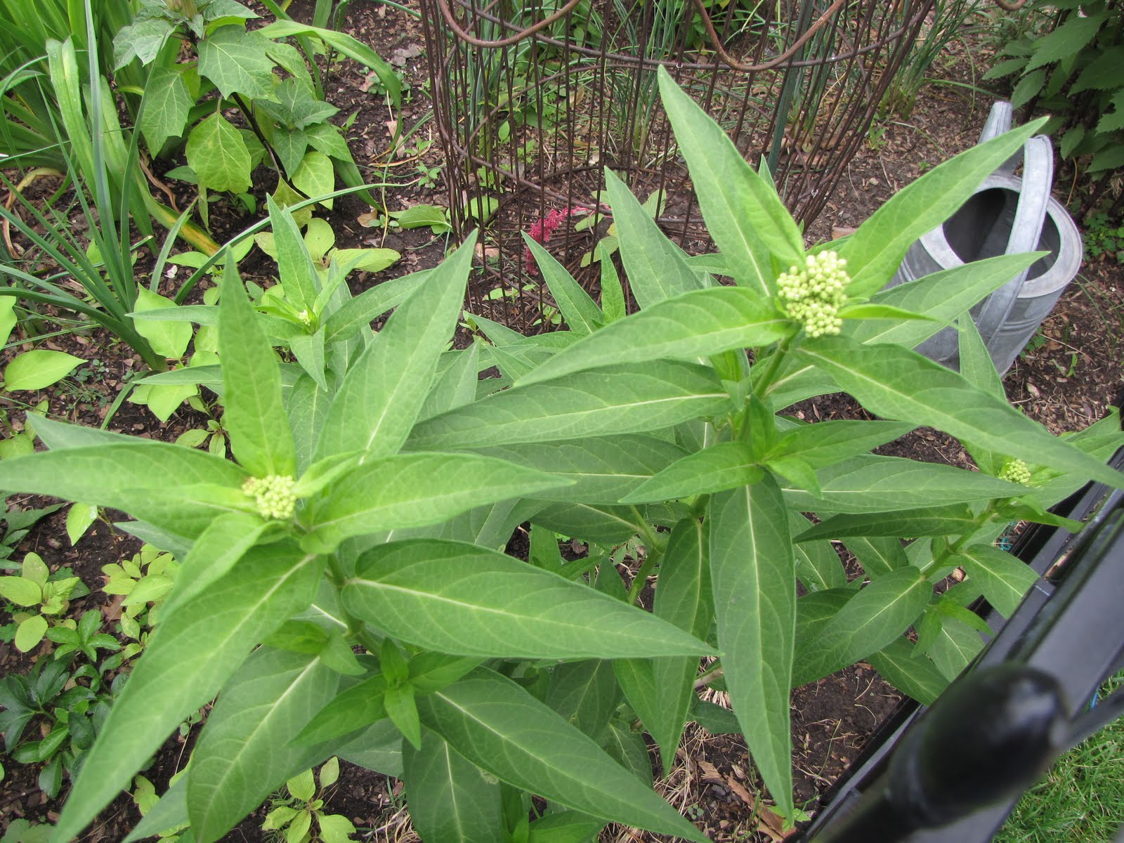 A Corner Garden Milkweed Blooms