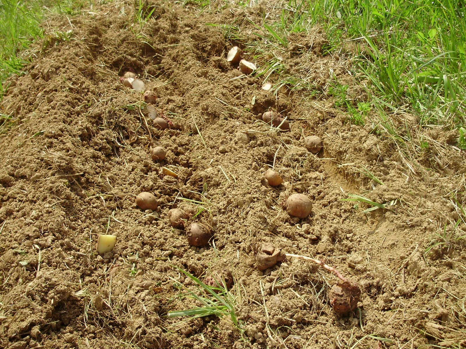 Ohiofarmgirl�s Adventures In The Good Land Planting potatoes