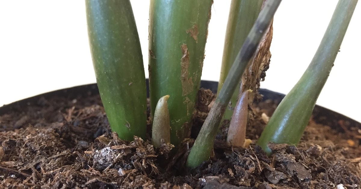 What ZZ Plant New Growth Looks Like [Backyard Neophyte Landscaping Blog]