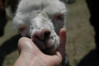 An alpaca with it's eyes closed resting it's head in someones hand.