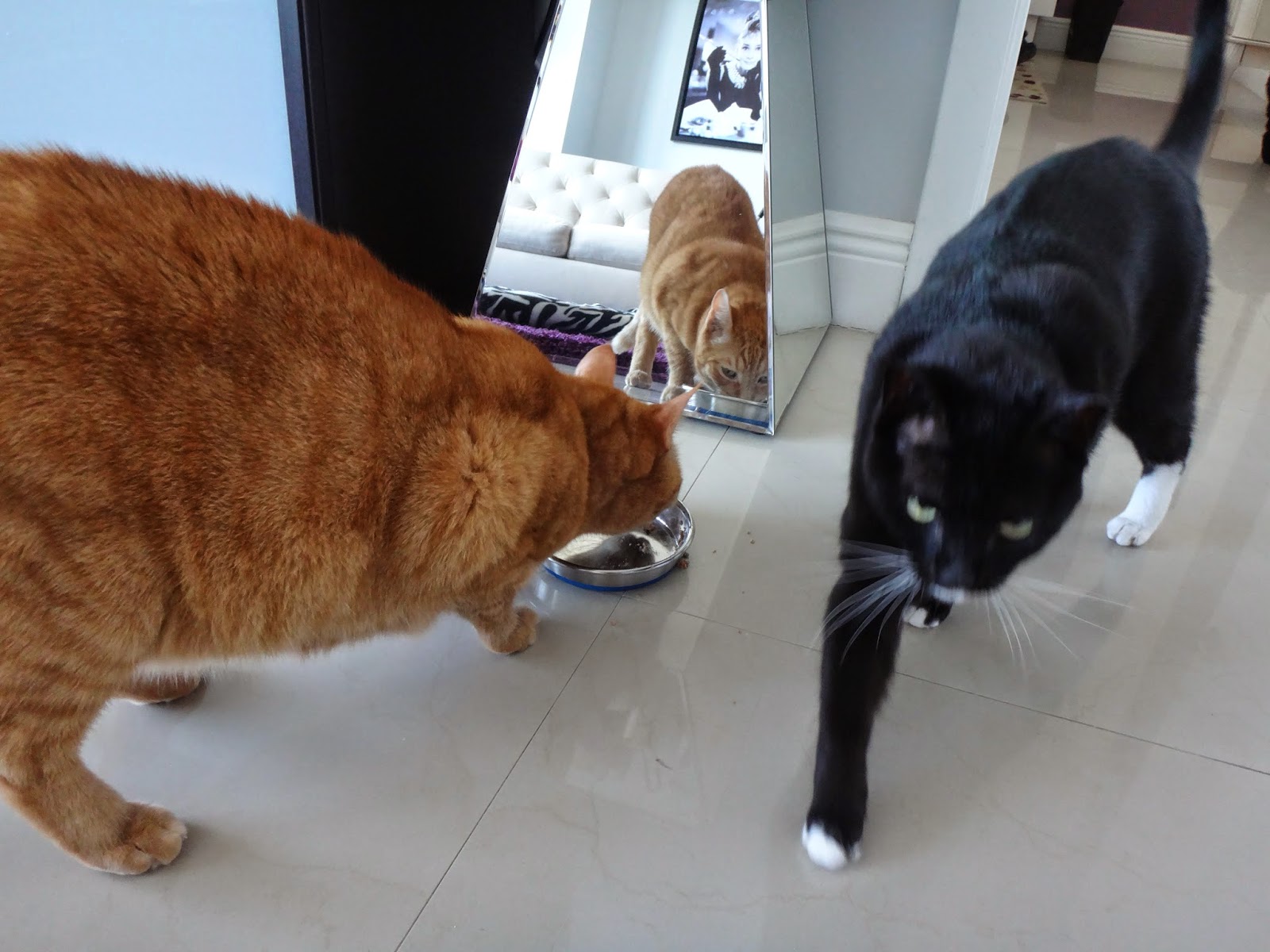 Riverfront Cats Downtown Miami Johnny Walker S Scandalous Reveal