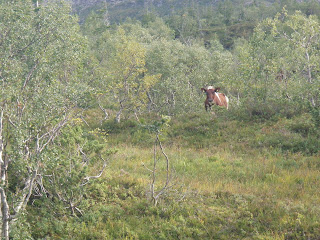 längs norska vägar