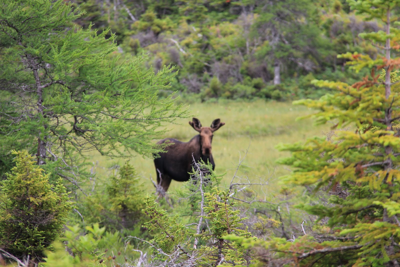Hiking Trails of Nova Scotia Wildlife Encounters