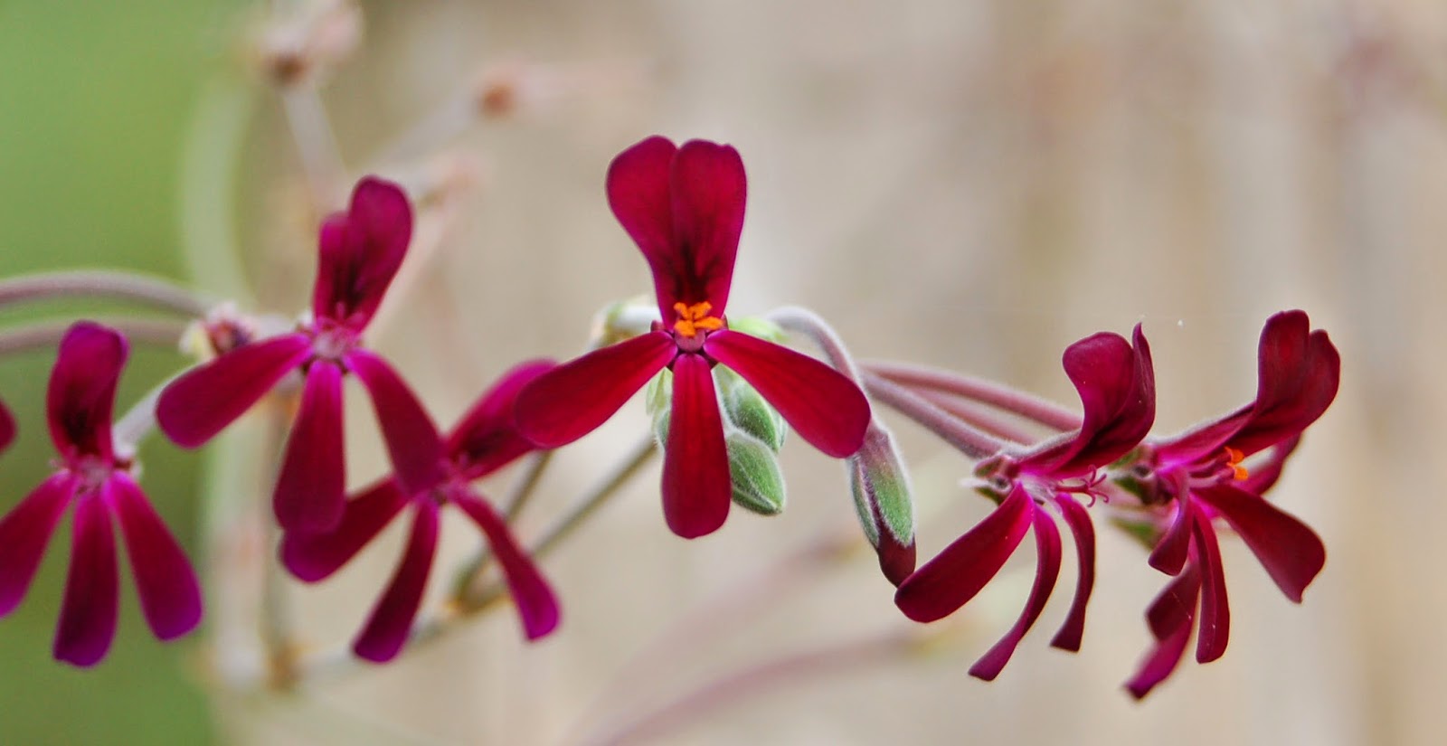 I vått och torrt trädgårdsdesign: pelargoner i långa banor!