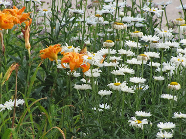 Shasta Dasies and Double Tiger Lilies