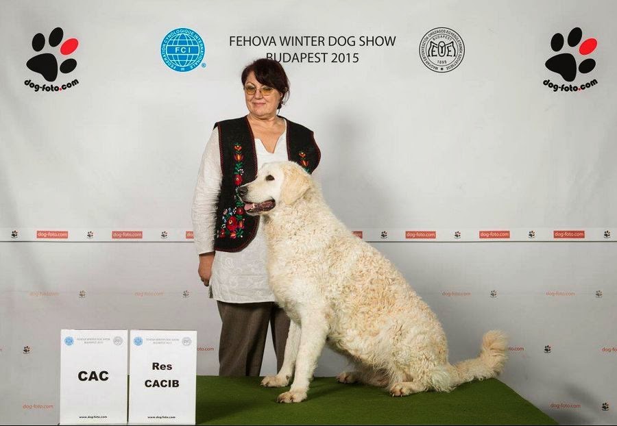 Kuvasz Klips FeHoVa Winter Dog Show 2015 Photos and catalog info