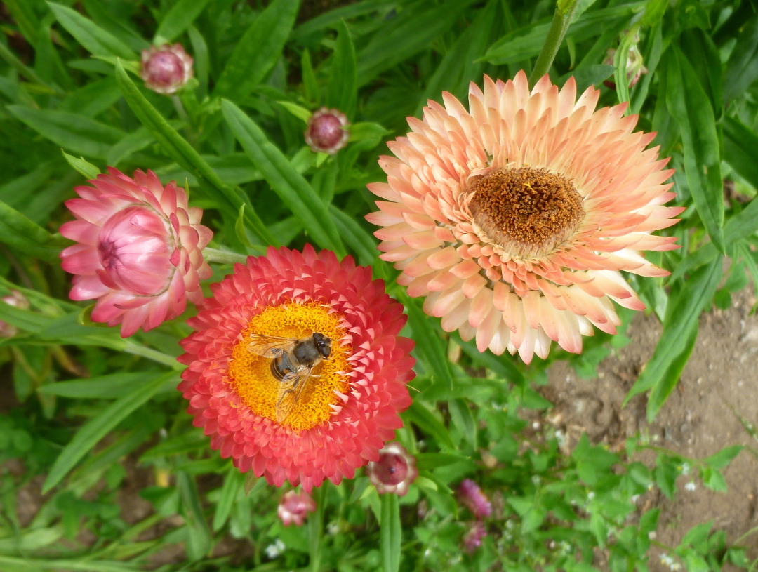 Victory Gardens for Bees Strawflowers and Dandelions at UBC Farm