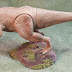Sarah's Tyrannosaurus Rex