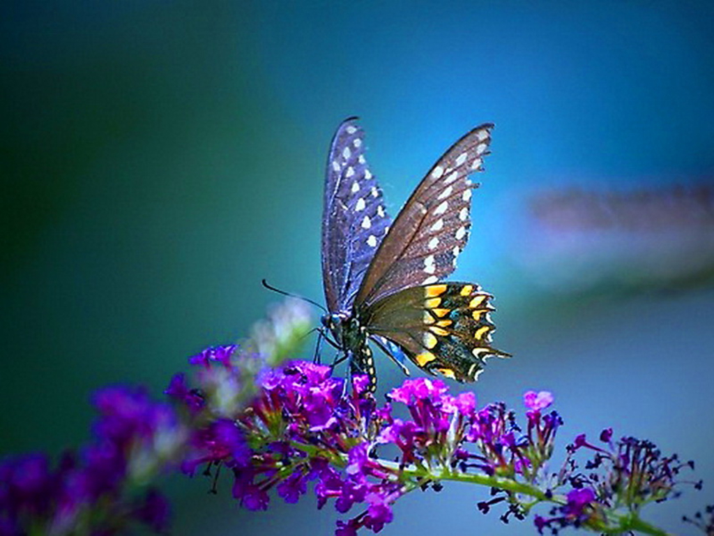 wallpaper bluos butterfly wallpaper butterfly backgrounds