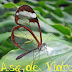 Borboleta Asa de Vidro