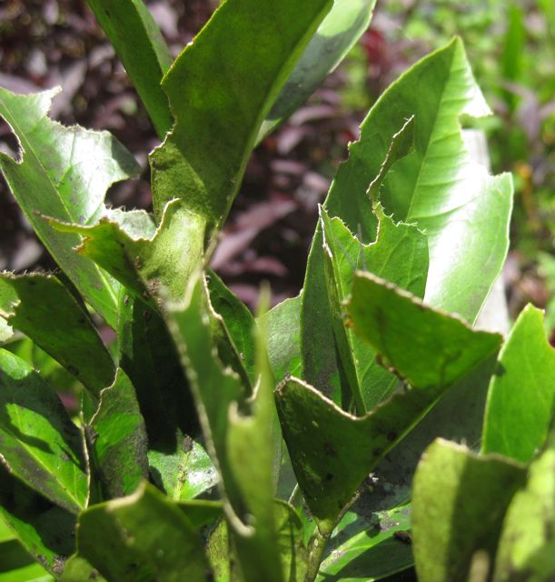 GROW FOOD slow food Citrus Pest and Diseases (caterpillars)