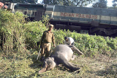 Gajah mati