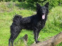 I Miei Cani Cane Da Pastore Croato