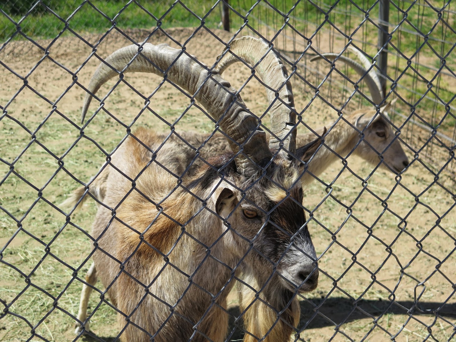 Where is Cookie? Desert critters, hybrids, rescue animals lead a happy