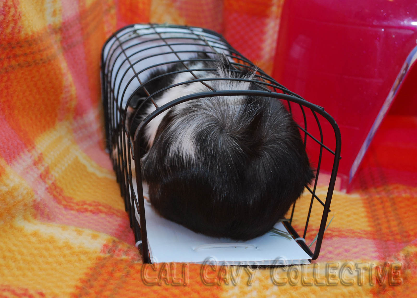 Undercover Guinea Pigs Hay Solutions Vertical hay rack