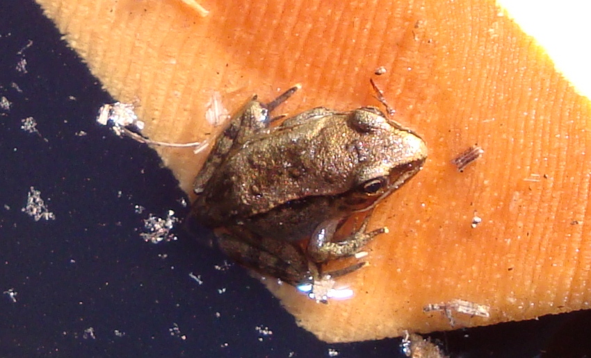 Duluth Frog Blog Wood Froglets