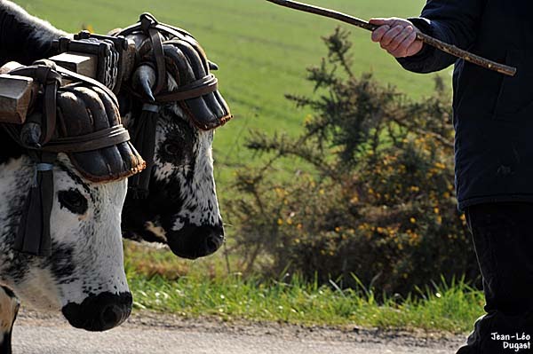 Percheron International Traction Bovine A Montmorillon