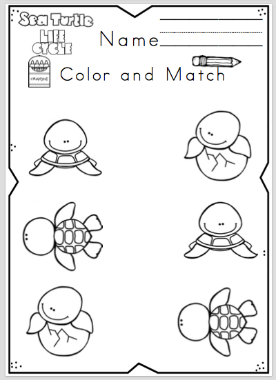 Sea Turtle Life Cycle for Preschool ~ Preschool Printables