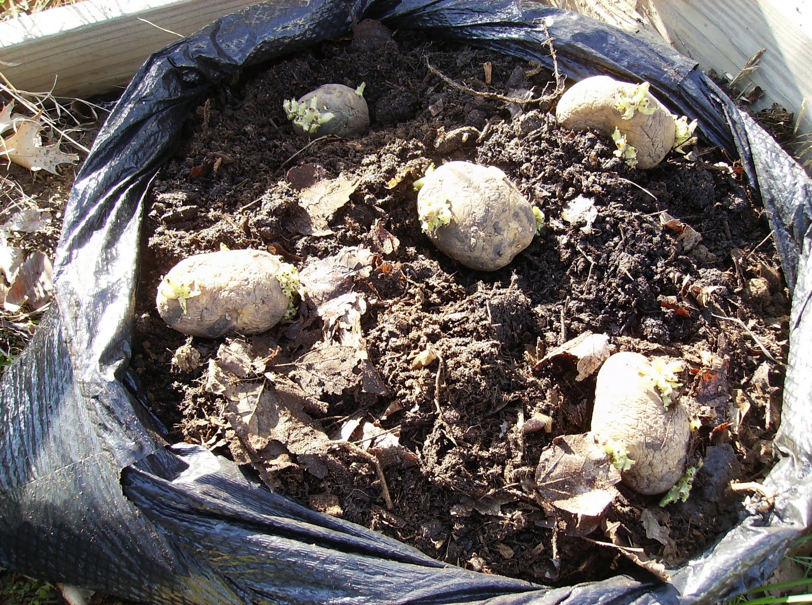 The Rusted Vegetable Garden